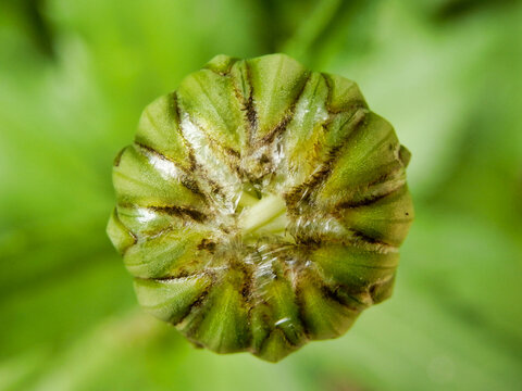 Close up a Leucanthemum vulgare bud showing the petals starting to open into a flower head
