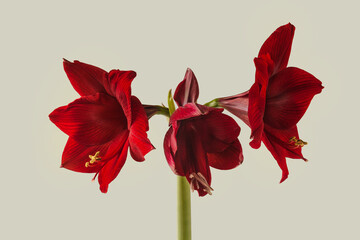 Bloom dark-red Hippeastrum (amaryllis) Galaxy group 'Arabian night'