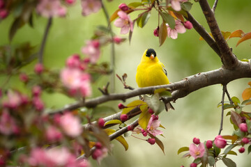 American goldfinch, Spinus tristis,  Minnesota, male, pink flowers.