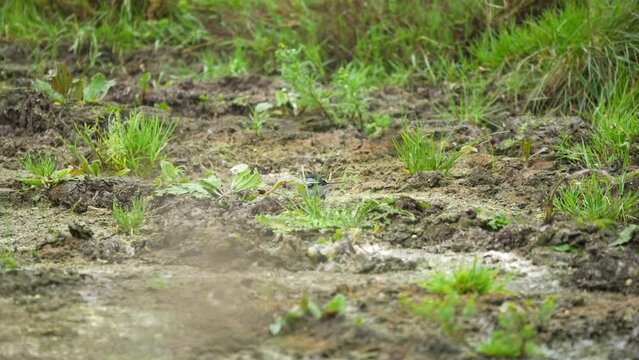 a pied wagtail (Motacilla alba) searching for food in earth by a pool of water