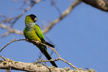 Nanday parakeet, Aratinga nenday in Florida.