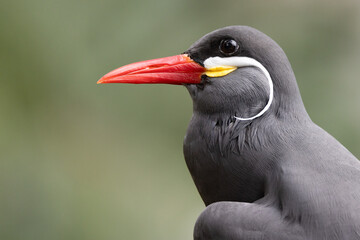 Bird portrait, Inca Tern.
