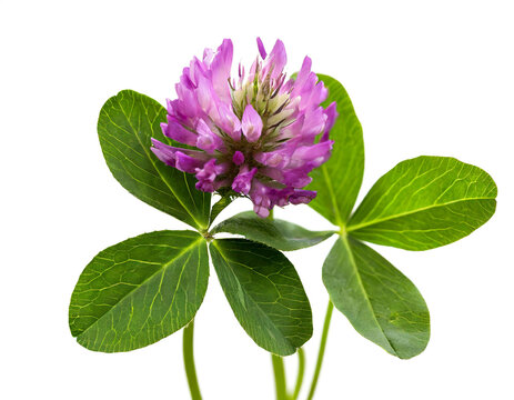 three leaf clovers with purple blossom isolated on white background, cutout 