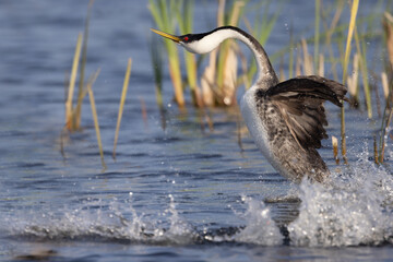 Western grebes rushing on the surface of lake in Minnesota in spring.