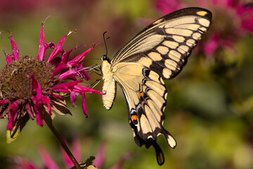 giant swallowtail, Papilio cresphontes, largest butterfly in North America