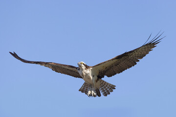 Osprey in flight on blue sky.