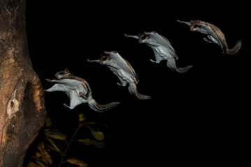 Southern Flying squirrel composite gliding in night