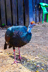 Ocellated turkey bird chicken in tropical nature in Coba Mexico.
