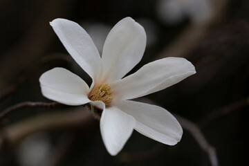 blossoming Magnolia kobus flower close-up in spring.