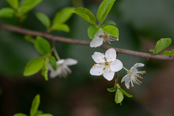 Prunus cerasus flowering tree flower, beautiful white petals tart dwarf cherry flowers in bloom.Garden fruit tree with blossom flowers