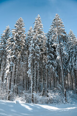 snow covered pine trees