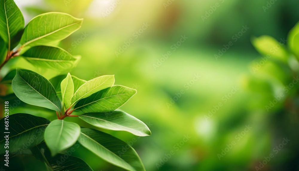 Wall mural closeup of beautiful nature view green leaf on blurred greenery background in garden with copy space