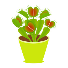 Venus flytrap plant in a pot on a white background.
