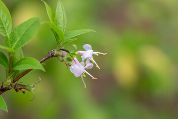 macro closeup beautiful white yellow blooming Lonicera fragrantissima , winter honeysuckle sweet...