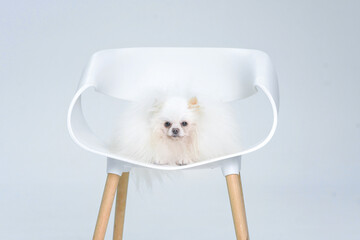 white spitz dog sitting on a white chair on a white background in the studio
