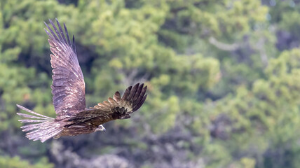 black kite in flight on green background