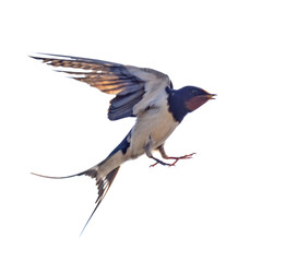swallow in fast flight isolated on white