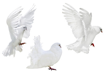 isolated three pure white pigeons with lush tail