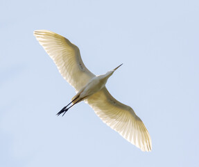 pure white large heron in light sky bottom view