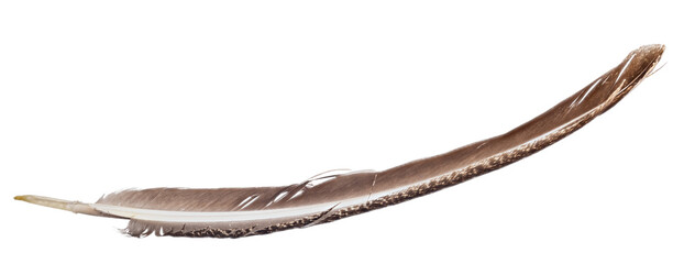 Obraz premium crane long brown feather isolated on white