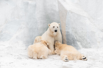 Polar Bear mom feeding twins cubs.	