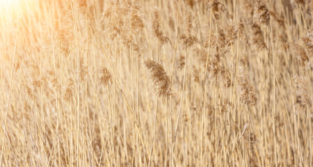 dry reed sunlight background