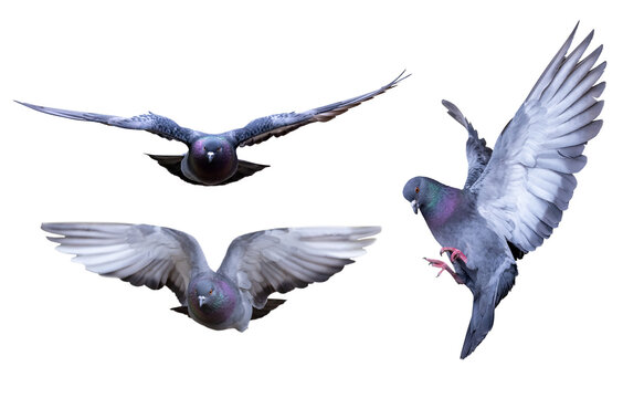 photo of three grey flying doves isolated on white