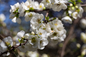 Close up many delicate white blossoms of white Chaenomeles japonica shrub, Chaenomeles vilmoriniana...