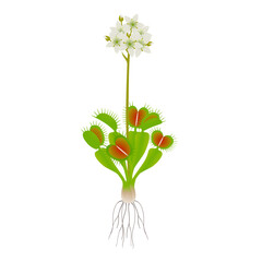 Venus flytrap plant with flowers on a white background.