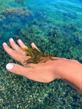 Seaweed algae on the hand against sea water 