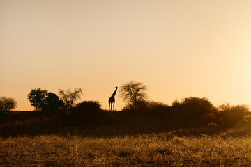 Silhouette of a giraffe in Namibia, Kalahari desert national park