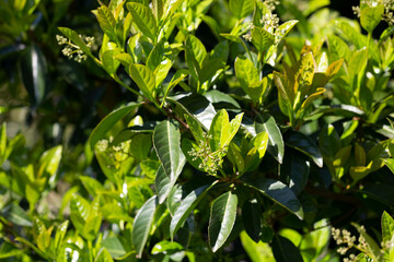 Phillyrea young green leaves and white buds, selective focus. Background of green leaves in spring