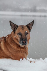 Perro con lago de fondo nevado - pleno invierno - perro pastor sentado tomando la fresca 