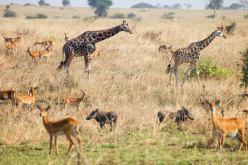 Herd of ugandan kobs, common warthogs and giraffes