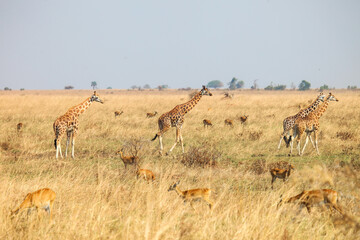 Herd of ugandan kobs and giraffes