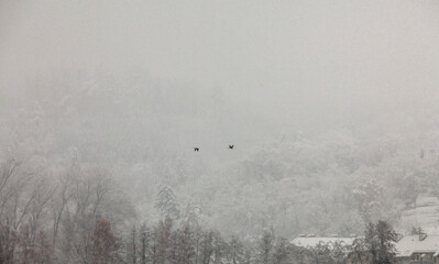 Aves volando en plena tormenta de nieve, paisaje nevado con bosque de fondo 