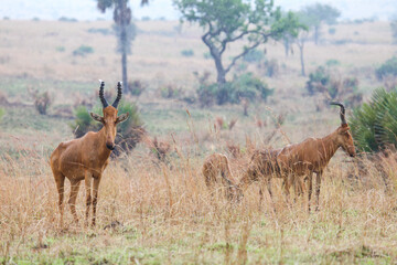 Common tsessebe