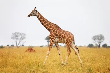 Foto op Plexiglas Rothschild's giraffe © art_zzz