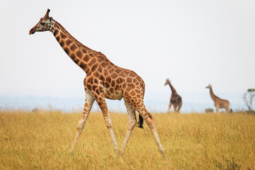 Rothschild's giraffes