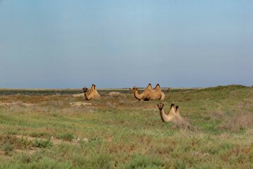 Several camels lie in the steppe of Kazakhstana