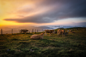 Cows in Oiz mountain, Basque Country, Spain	
