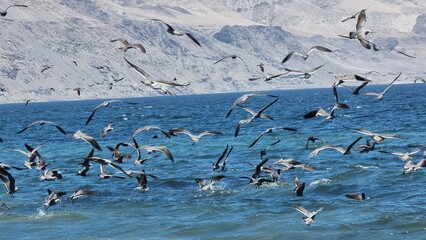 desert beach with birds