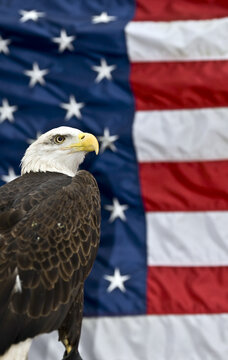 Majestic Bald Eagle Perched In Front Of An American Flag Symbolizing Pride