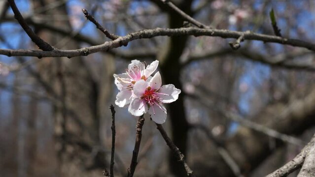 Summer landscape with peach blossoms