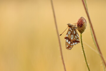 una farfalla issoria lathonia su un bocciolo di papavero al tramonto