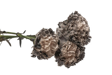 Grey carnation flower isolated on a white background.