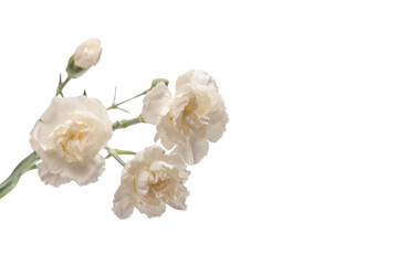 White carnation flower isolated on a white background.