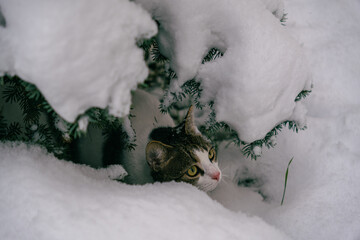cute kitten outside in the snow looking for adventure