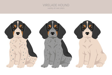 Virelade Hound puppy clipart. All coat colors set.  All dog breeds characteristics infographic