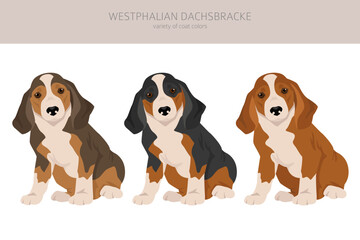 Westphalian dachsbracke puppy clipart. All coat colors set.  All dog breeds characteristics infographic